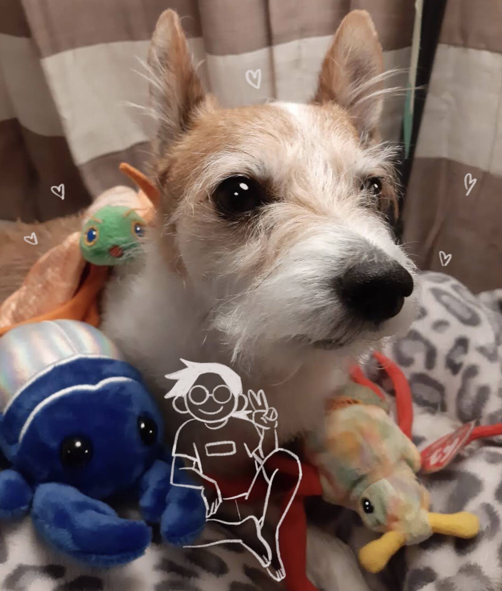A small white and brown dog surrounded by bug beanie babies. There are little hearts, eye sparkles, and a small person holding up a peace sign drawn in white.